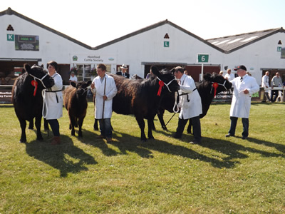 yorkshire show 2013 070